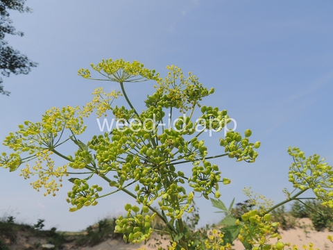 parsnip, wild